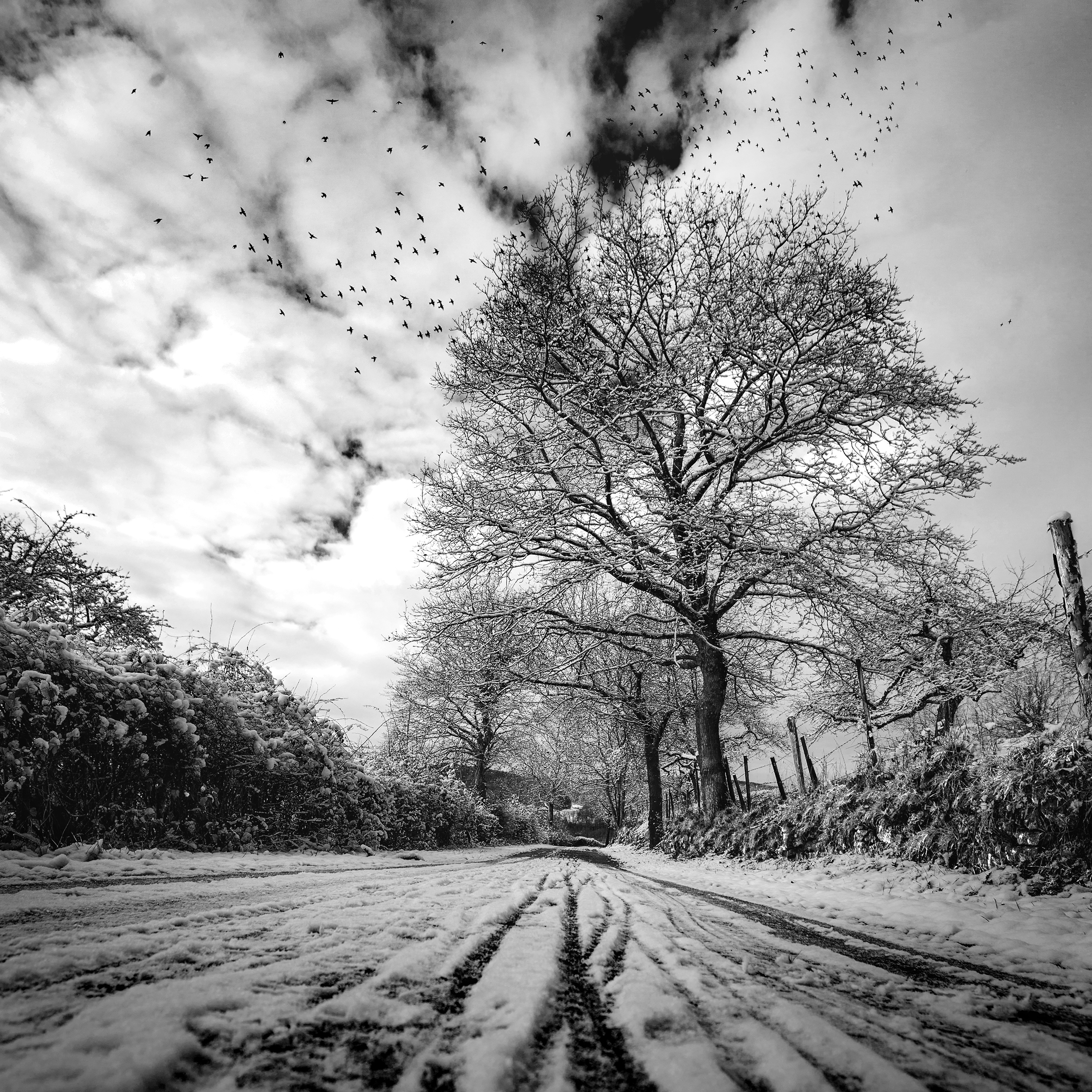 Photo d'un arbre sous la neige au Luxembourg